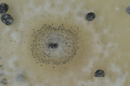 Sclérote de Sclerotinia sclerotiorum colonisé par un champignon mycoparasite, Coniothyrium minitans
